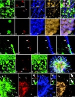 CD24 Antibody in Immunohistochemistry (IHC)