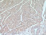 SOCS3 Antibody in Immunohistochemistry (Paraffin) (IHC (P))