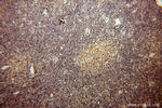 ROD1 Antibody in Immunohistochemistry (Paraffin) (IHC (P))