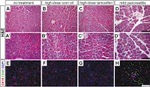 CD45 Antibody in Immunohistochemistry (IHC)