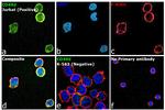 CD49d (Integrin alpha 4) Antibody in Immunocytochemistry (ICC/IF)