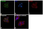 CD66e (CEA) Antibody in Immunocytochemistry (ICC/IF)