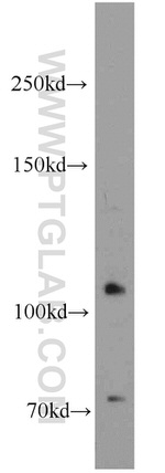 Nicastrin Antibody in Western Blot (WB)