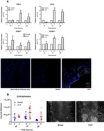 CD106 (VCAM-1) Antibody in Immunohistochemistry (IHC)