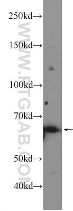 RNF8 Antibody in Western Blot (WB)