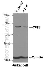 TPPII Antibody in Western Blot (WB)