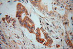 UGCGL1 Antibody in Immunohistochemistry (Paraffin) (IHC (P))