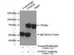CSTF2T Antibody in Immunoprecipitation (IP)