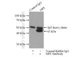 MPI Antibody in Immunoprecipitation (IP)