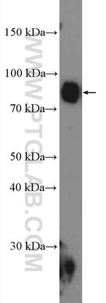 BIN2 Antibody in Western Blot (WB)