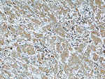 FAM3C Antibody in Immunohistochemistry (Paraffin) (IHC (P))