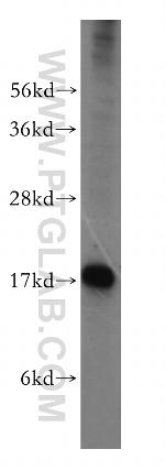 UBL4A Antibody in Western Blot (WB)