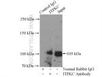 ITPKC Antibody in Immunoprecipitation (IP)
