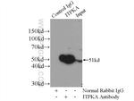 ITPKA Antibody in Immunoprecipitation (IP)