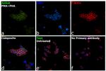 CD279 (PD-1) Antibody in Immunocytochemistry (ICC/IF)