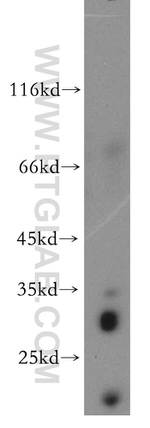 CD80/B7-1 Antibody in Western Blot (WB)