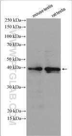 DMRT1 Antibody in Western Blot (WB)