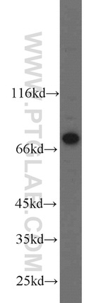 NUB1 Antibody in Western Blot (WB)