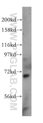 NUB1 Antibody in Western Blot (WB)