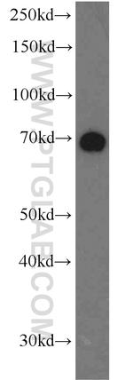 NUB1 Antibody in Western Blot (WB)