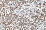 NOX4 Antibody in Immunohistochemistry (Paraffin) (IHC (P))