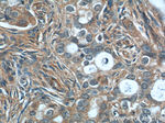 USP15 Antibody in Immunohistochemistry (Paraffin) (IHC (P))