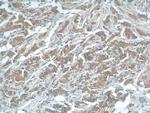 USP15 Antibody in Immunohistochemistry (Paraffin) (IHC (P))