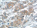 USP15 Antibody in Immunohistochemistry (Paraffin) (IHC (P))