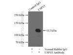 USP15 Antibody in Immunoprecipitation (IP)