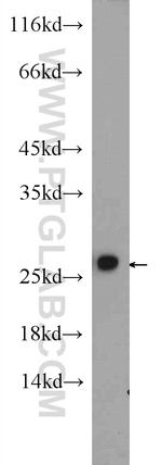 PSMA2 Antibody in Western Blot (WB)