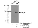 PASK Antibody in Immunoprecipitation (IP)
