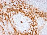 Granulocyte-Colony Stimulating Factor (G-CSF) Antibody in Immunohistochemistry (Paraffin) (IHC (P))