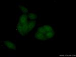 IPO11 Antibody in Immunocytochemistry (ICC/IF)