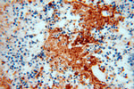 IPO11 Antibody in Immunohistochemistry (Paraffin) (IHC (P))