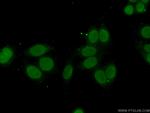 TFIP11 Antibody in Immunocytochemistry (ICC/IF)