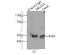 TSG101 Antibody in Immunoprecipitation (IP)