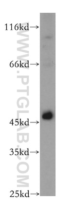 TSG101 Antibody in Western Blot (WB)