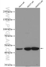 TSG101 Antibody in Western Blot (WB)