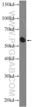 NR1D1 Antibody in Western Blot (WB)