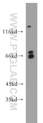 SREBF2 Antibody in Western Blot (WB)