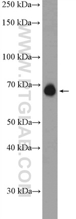 SREBF2 Antibody in Western Blot (WB)