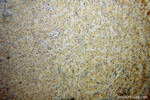 Synaptotagmin-1 Antibody in Immunohistochemistry (Paraffin) (IHC (P))