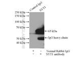 Synaptotagmin-1 Antibody in Immunoprecipitation (IP)