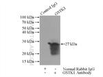 GSTK1 Antibody in Immunoprecipitation (IP)