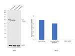 T-bet Antibody