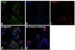 T-bet Antibody in Immunocytochemistry (ICC/IF)