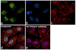 SOX10 Antibody in Immunocytochemistry (ICC/IF)