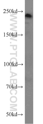 MYO18A Antibody in Western Blot (WB)