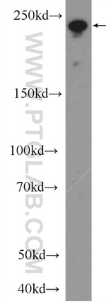 MYO18A Antibody in Western Blot (WB)