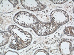 NMUR1 Antibody in Immunohistochemistry (Paraffin) (IHC (P))